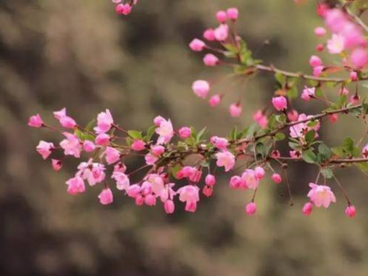 待海棠花開(kāi)時(shí)，再回到二十年前可好